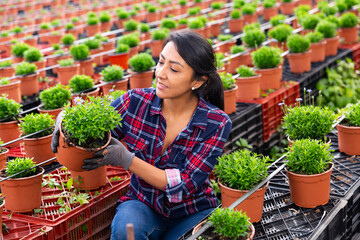 Latin American woman farmer working in a greenhouse inspects a flowering plant in a pot...