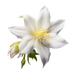 Columbine Flower, isolated on white background