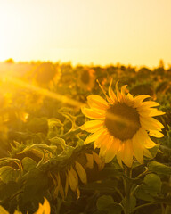 A sunflower field at sunset	