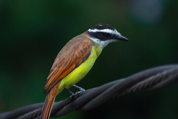 Yellow bird on the wire (Pitangus sulphuratus)