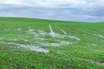 Fertile lands soaked: Waterlogged field under a cloudy sky.