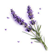 Lavender Flower, isolated on white background