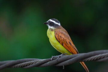 Yellow bird Great Kiskadee (Pitangus sulphuratus)