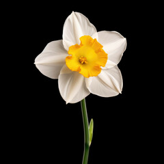 Narcissus Flower, isolated on white background