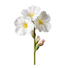 Primrose Flower, isolated on white background