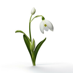 Snowdrop Flower, isolated on white background