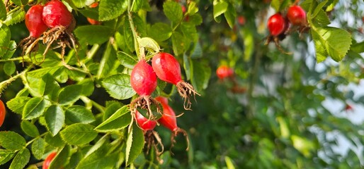 A rose hip (Rosa canina) bush bearing ripe rose hips (Rosa canina).