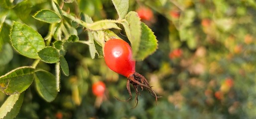 A rose hip (Rosa canina) bush bearing ripe rose hips (Rosa canina).
