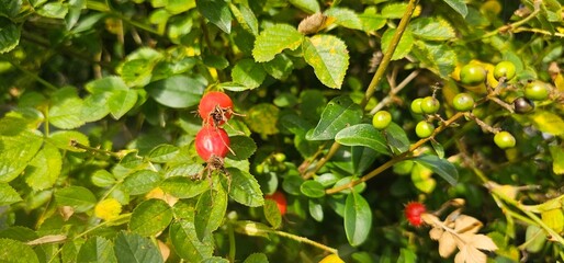 A rose hip (Rosa canina) bush bearing ripe rose hips (Rosa canina).