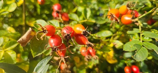 A rose hip (Rosa canina) bush bearing ripe rose hips (Rosa canina).