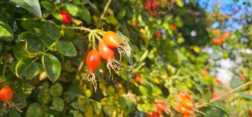 A rose hip (Rosa canina) bush bearing ripe rose hips (Rosa canina).