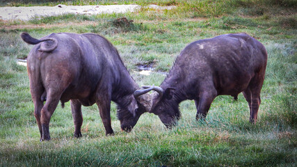 Cape Buffalos Fighting in Africa