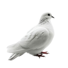 White dove on white isolated background