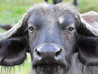 Closeup of African Cape Buffalo