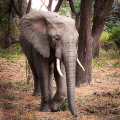 African Elephant Next to Trees