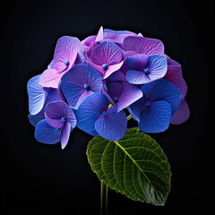 Hydrangea Flower, isolated on black background