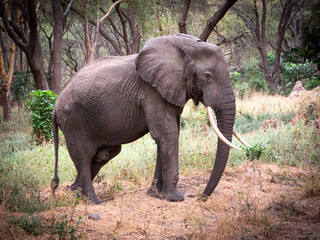 African Elephant Posing on Mound