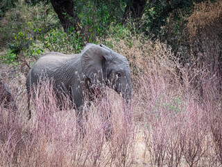 Baby African Elephant Walking Through Pink Grass