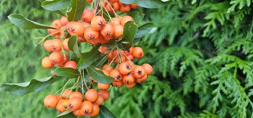 Branch of Pyracantha or Firethorn cultivar Orange Glow plant. Close up of orange berries on green...