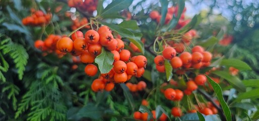 Branch of Pyracantha or Firethorn cultivar Orange Glow plant. Close up of orange berries on green...