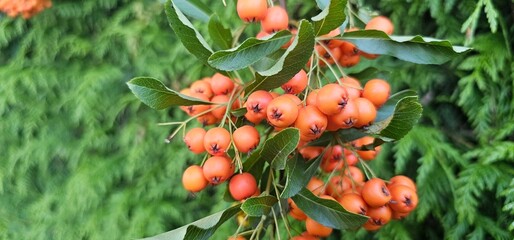Branch of Pyracantha or Firethorn cultivar Orange Glow plant. Close up of orange berries on green...