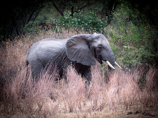 African Elephant Walking Through Pink Grass