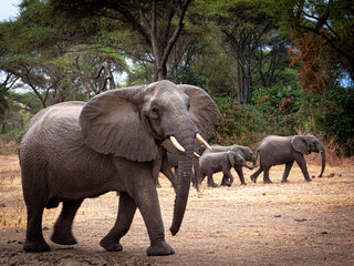 African Elephant Crossing Guard