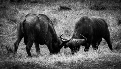 African Cape Buffalos Sparing Closeup