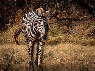 Zebra Walking on Yellow Grass and Swishing Tail