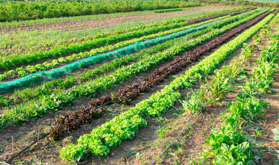 View of farm field planted with ripening green lettuce. Popular leafy vegetable crop