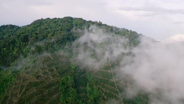 Cerro Los Naranjos coffee forest in El Salvador aerial footage above the clouds - Dolly In