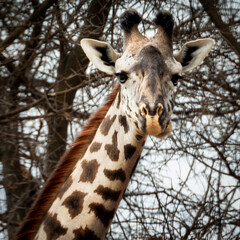 African Giraffe Portrait