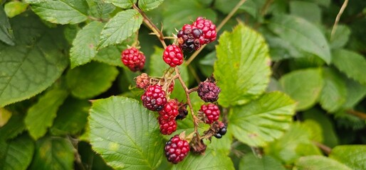 Natural fresh blackberries in the garden. Bouquet of ripe and unripe blackberry fruits - Rubus fruticosus - on a branch with green leaves at the farm. Organic farming, healthy food.