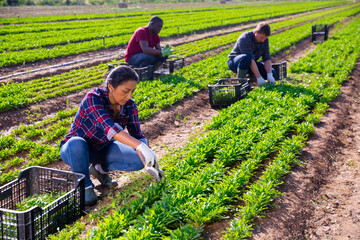 Latin american female farmer harvesting green arugula in the garden