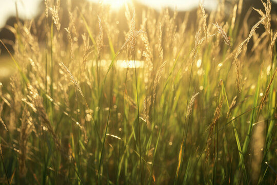 A wild grass field with morning dew