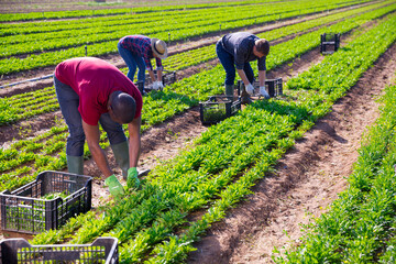 Harvest time. Group of farm workers cutting fresh young leaves of arugula on farm field