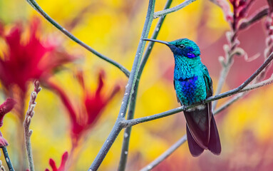 Colibri chillon  © Mario