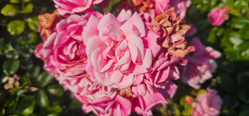Rosa Damascena, known as the Damascus rose - pink, oleaginous, flowering, deciduous shrub plant....