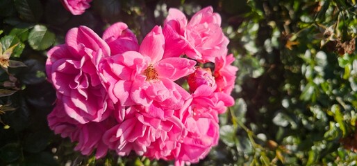 Rosa Damascena, known as the Damascus rose - pink, oleaginous, flowering, deciduous shrub plant....