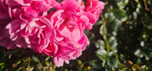 Obraz premium Rosa Damascena, known as the Damascus rose - pink, oleaginous, flowering, deciduous shrub plant. Valley of Roses. Close-up. Taillight. Selective focus.