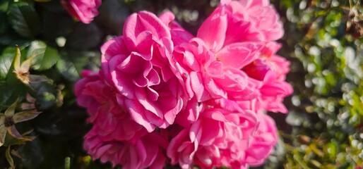 Rosa Damascena, known as the Damascus rose - pink, oleaginous, flowering, deciduous shrub plant. Valley of Roses. Close-up. Taillight. Selective focus.