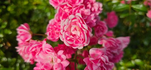 Rosa Damascena, known as the Damascus rose - pink, oleaginous, flowering, deciduous shrub plant....