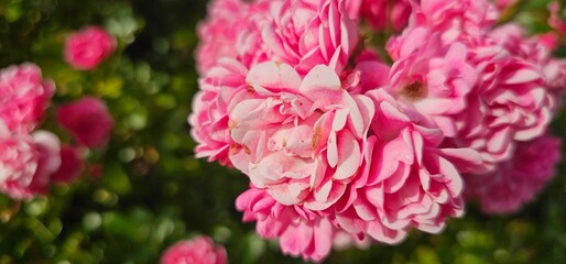 Rosa Damascena, known as the Damascus rose - pink, oleaginous, flowering, deciduous shrub plant. Valley of Roses. Close-up. Taillight. Selective focus.