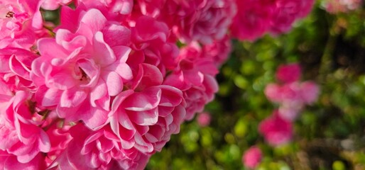 Rosa Damascena, known as the Damascus rose - pink, oleaginous, flowering, deciduous shrub plant....