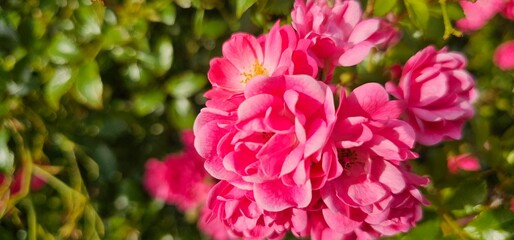 Rosa Damascena, known as the Damascus rose - pink, oleaginous, flowering, deciduous shrub plant. Valley of Roses. Close-up. Taillight. Selective focus.