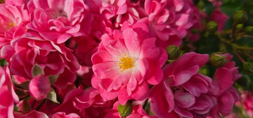 Rosa Damascena, known as the Damascus rose - pink, oleaginous, flowering, deciduous shrub plant. Valley of Roses. Close-up. Taillight. Selective focus.