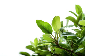 A closeup of a shrub with its vibrant green leaves and intricate details, isolated on white background