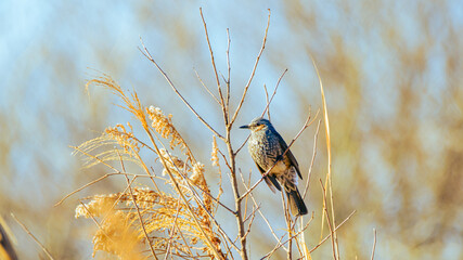 枯草の上のヒヨドリ