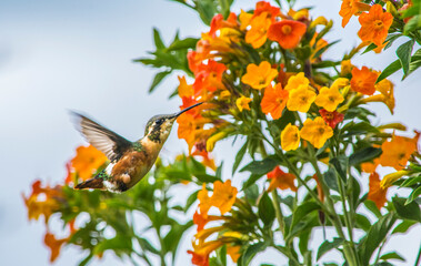 Colibri  © Mario