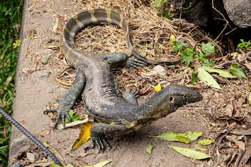 Rock Monitor Lizard in Africa
